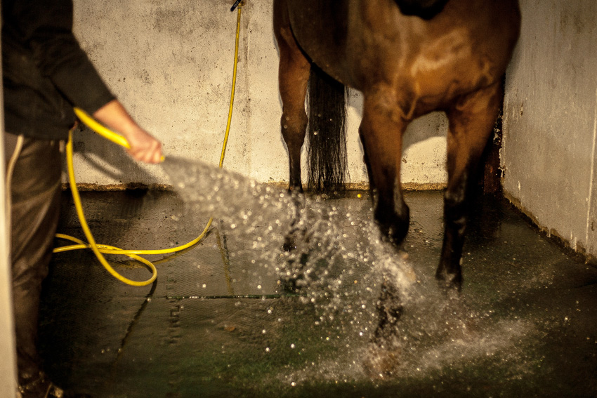 Showjumping Livery in County Kildare with JAG Equestrian